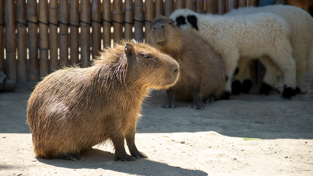 廢物媽媽育兒農場動物互動