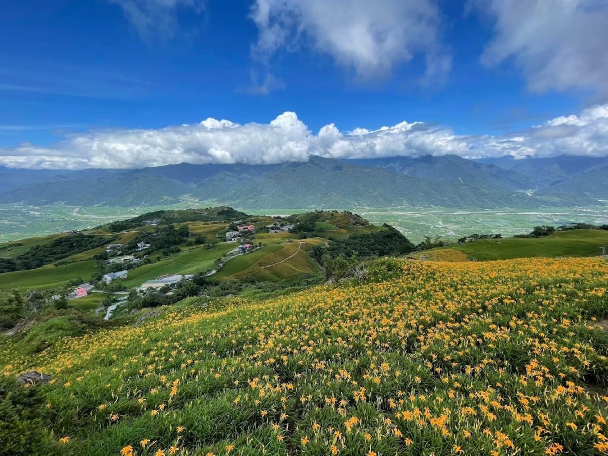 六十石山滿山遍野的金針花