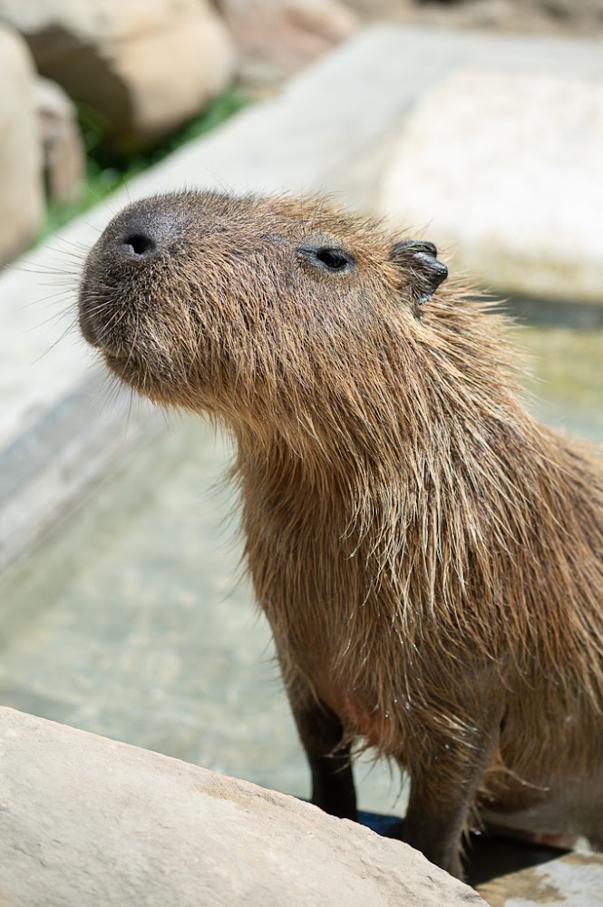 農場主與動物的合影