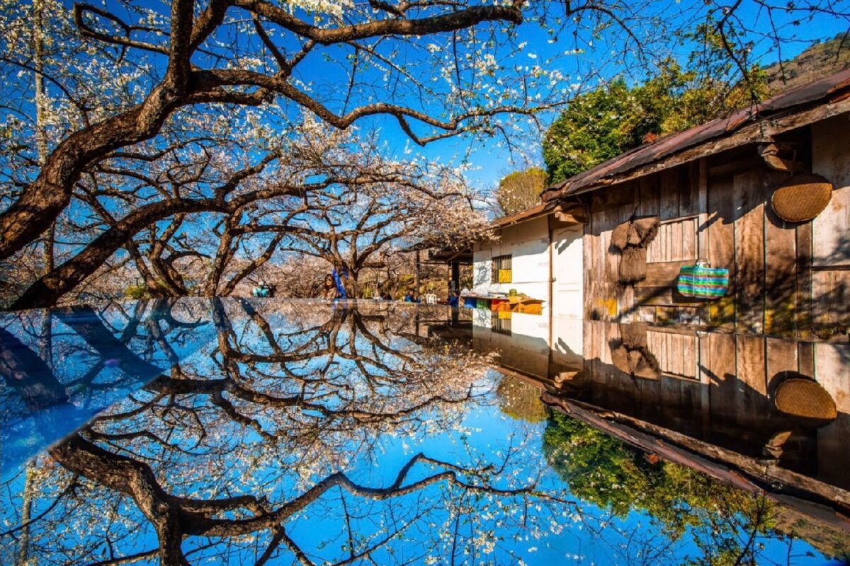 外坪頂蔡家梅園盛開景象
