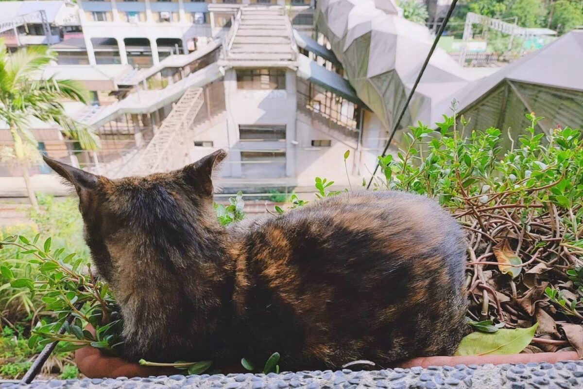 猴硐貓村全景