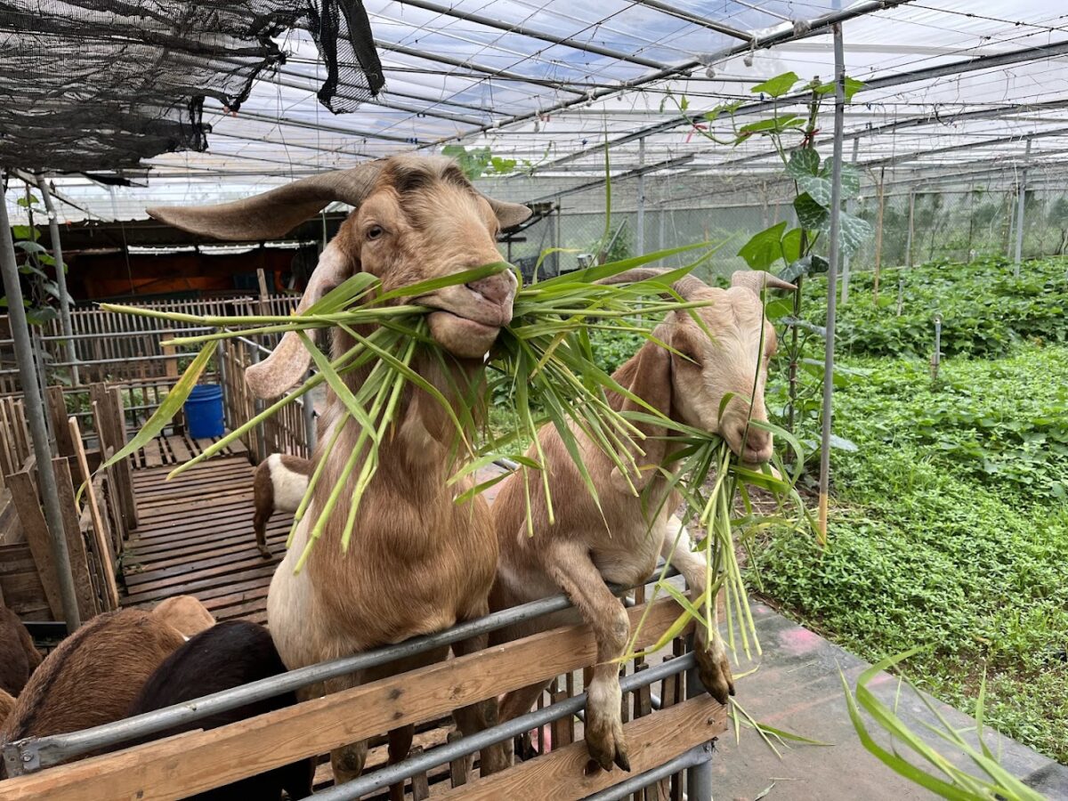 陽榮生態農場環境