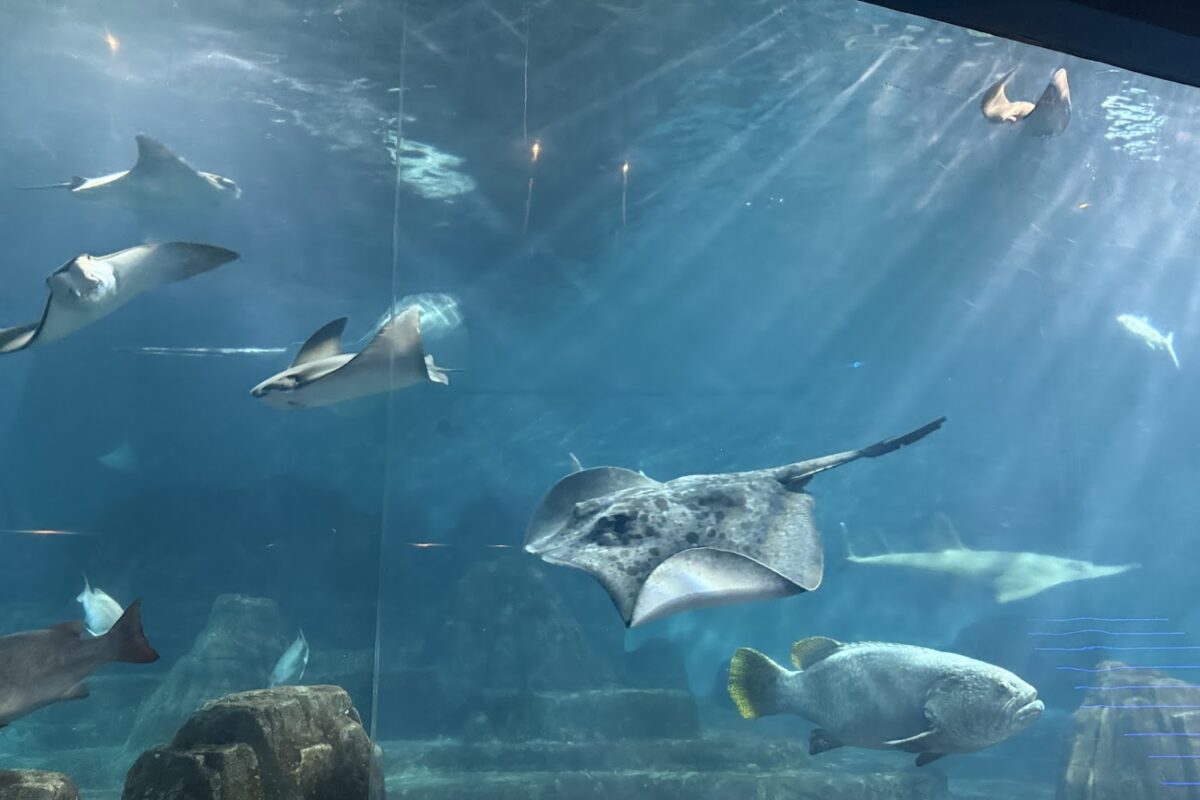 探險島水族館