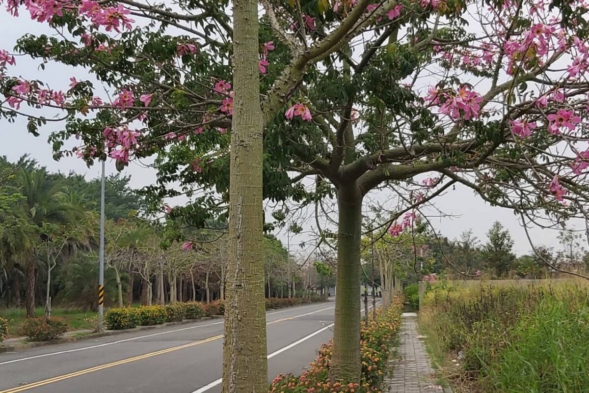 園區步道景觀