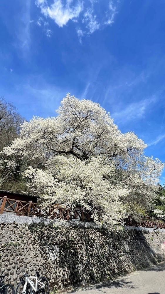 霧社櫻王盛開