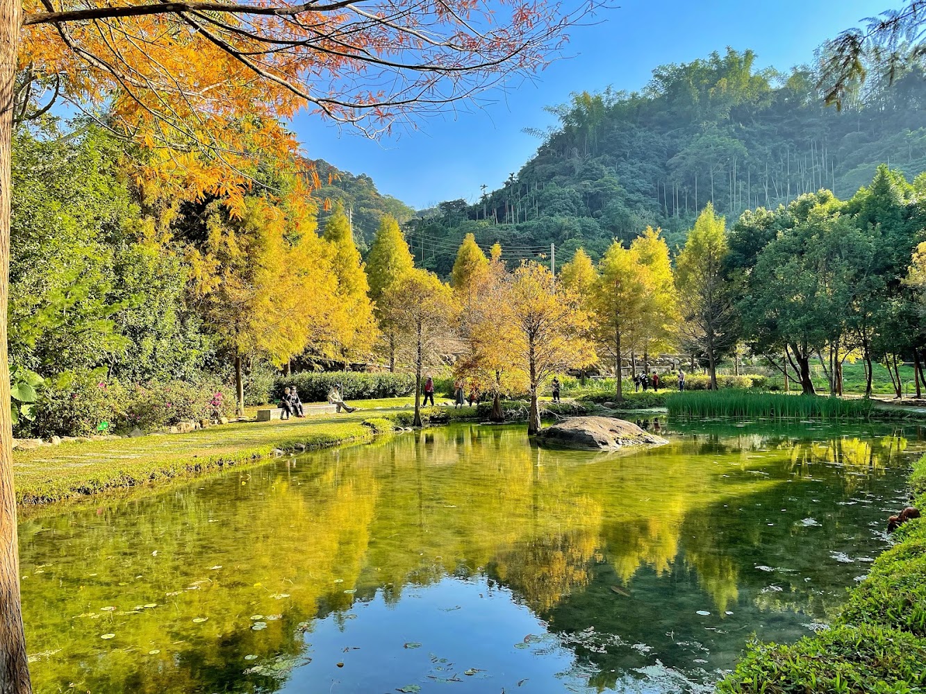 太平苗圃落羽松的池畔美景