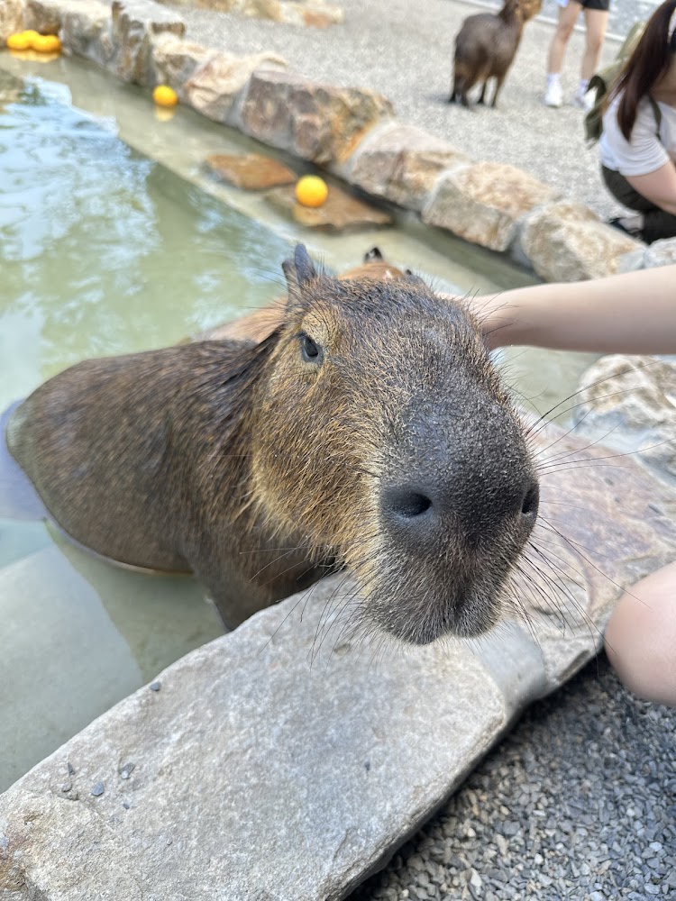 萌寵農場高地牛