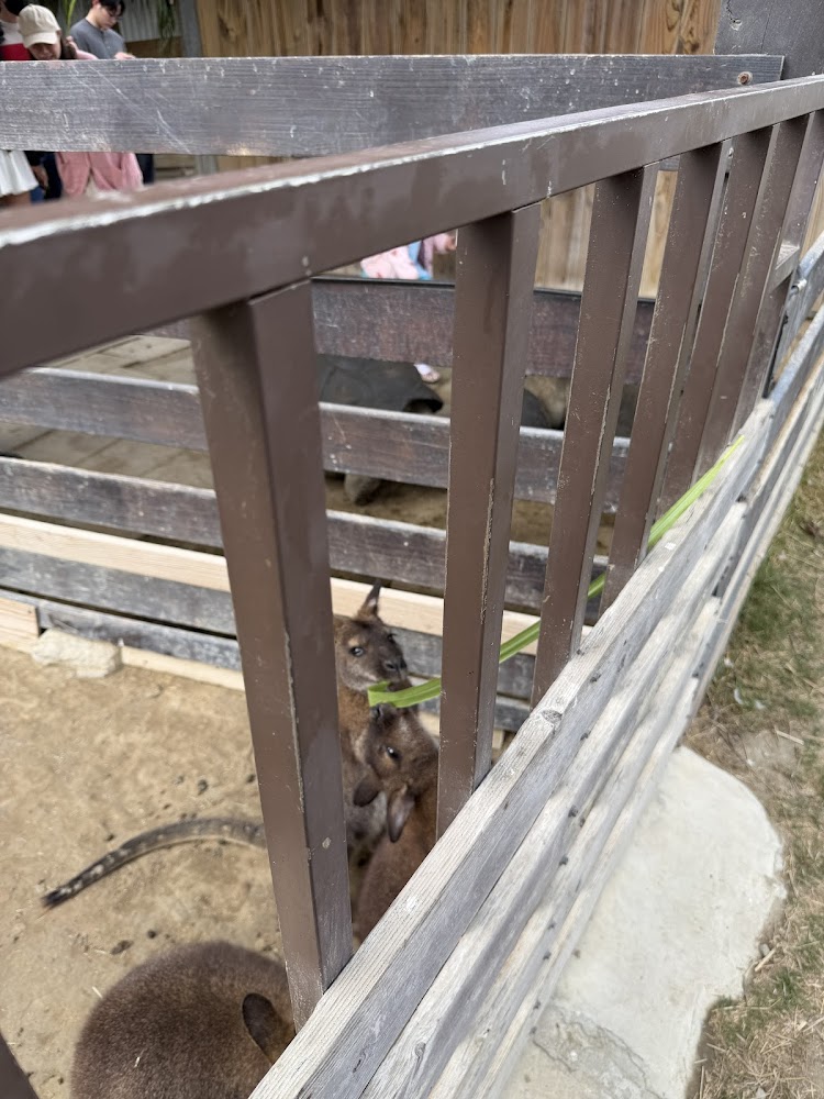 農場內可愛動物互動