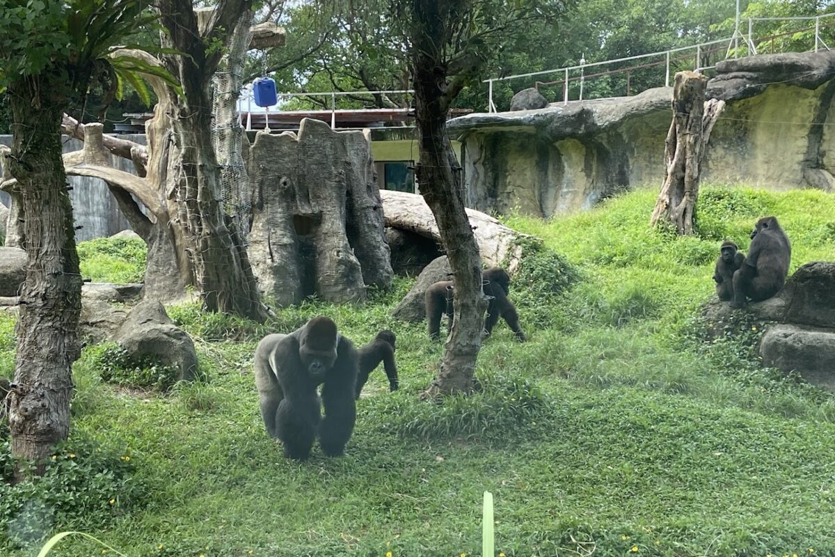 非洲動物區