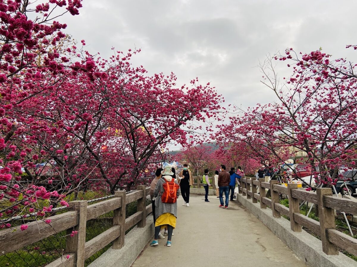 泰安派出所櫻花林園區景觀