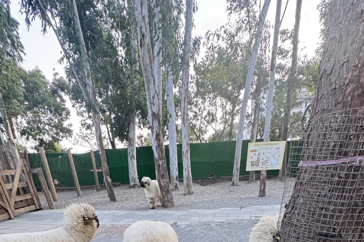 萌寵餵食互動