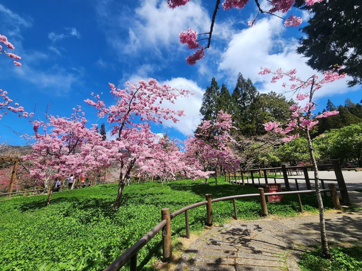 阿里山櫻王