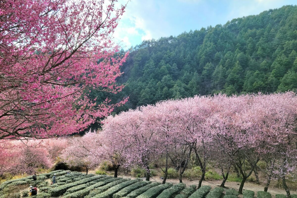 武陵農場美景