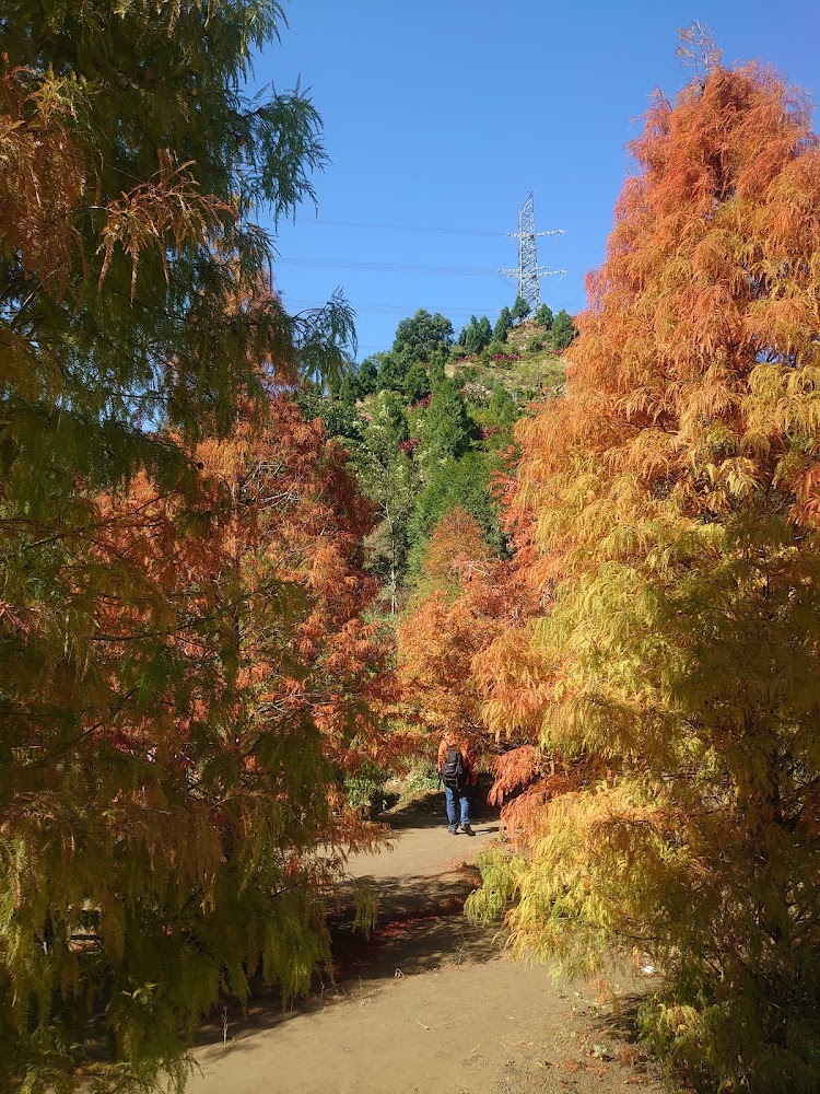 苗栗落羽松秘境全景
