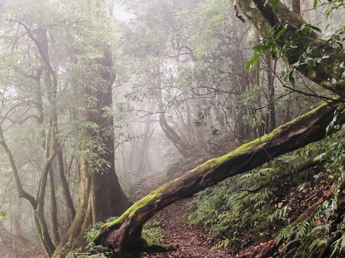 立鷹山森林步道