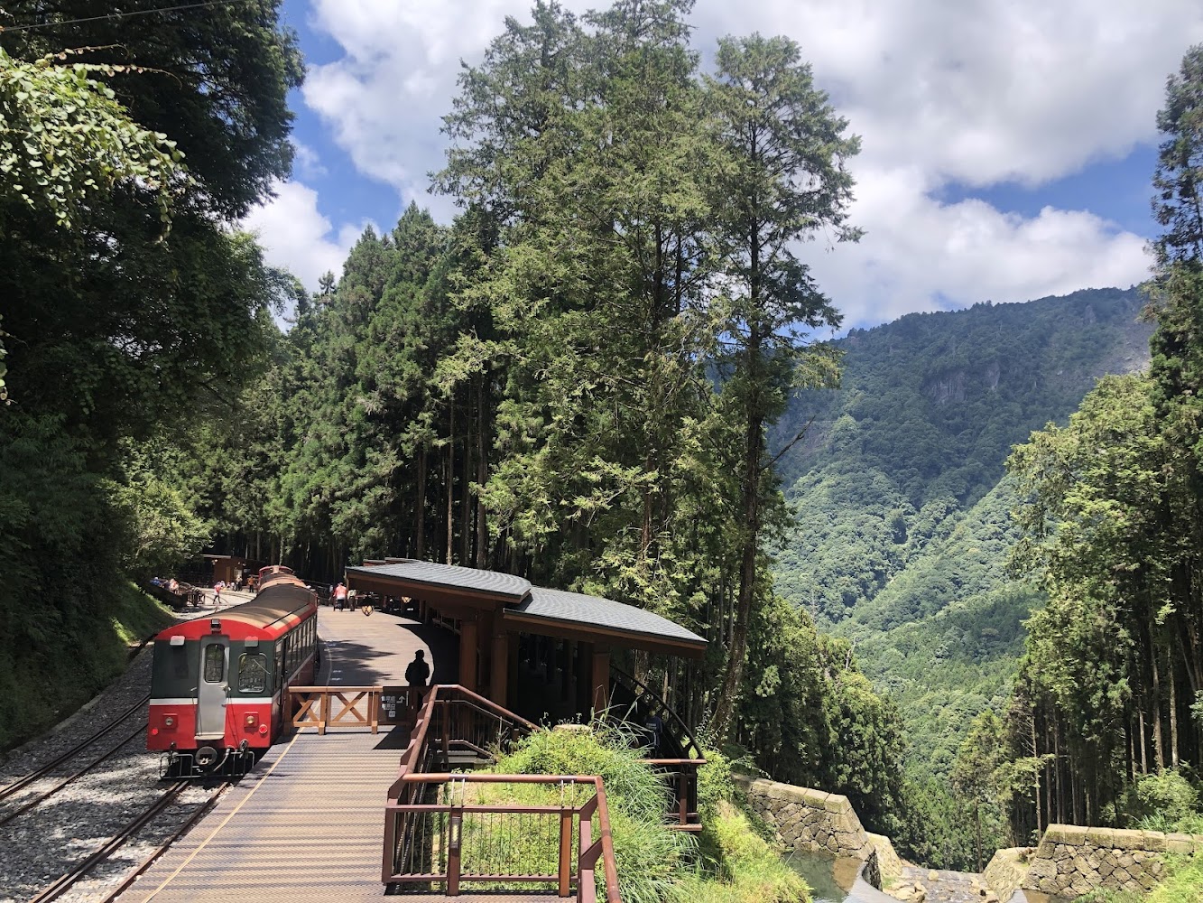 阿里山小火車與櫻花