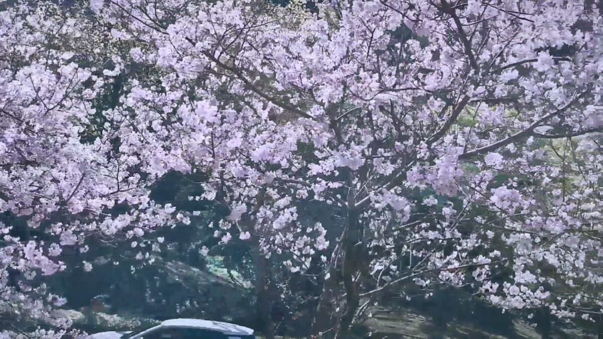 陽明山花鐘