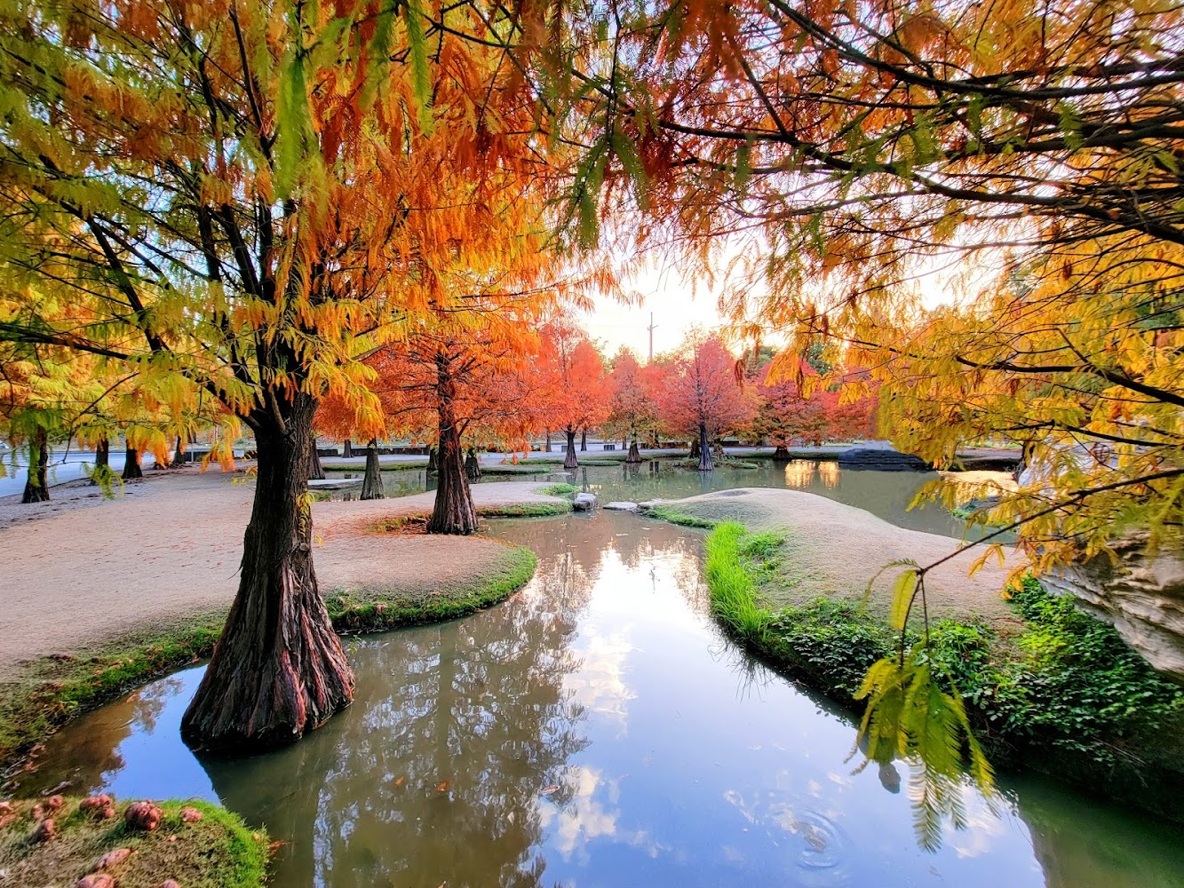 青埔落羽松秘境全景