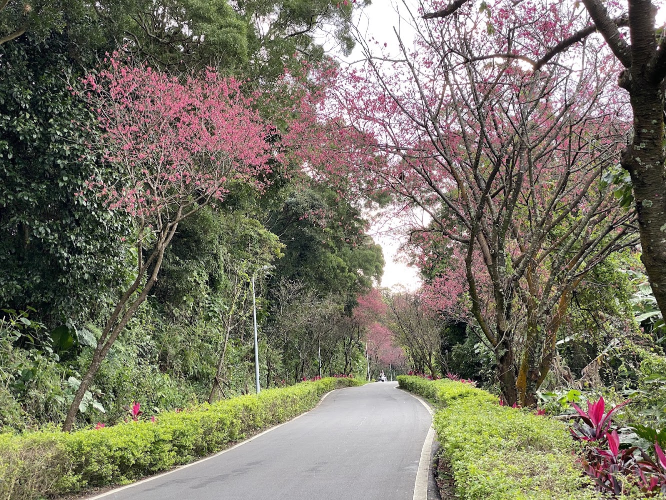 滬尾櫻花大道