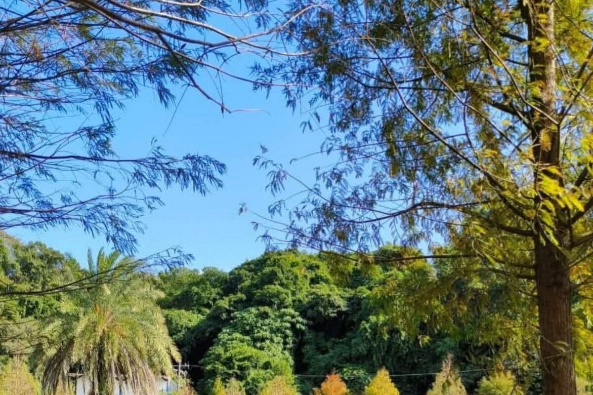 三灣鄉落羽松風景