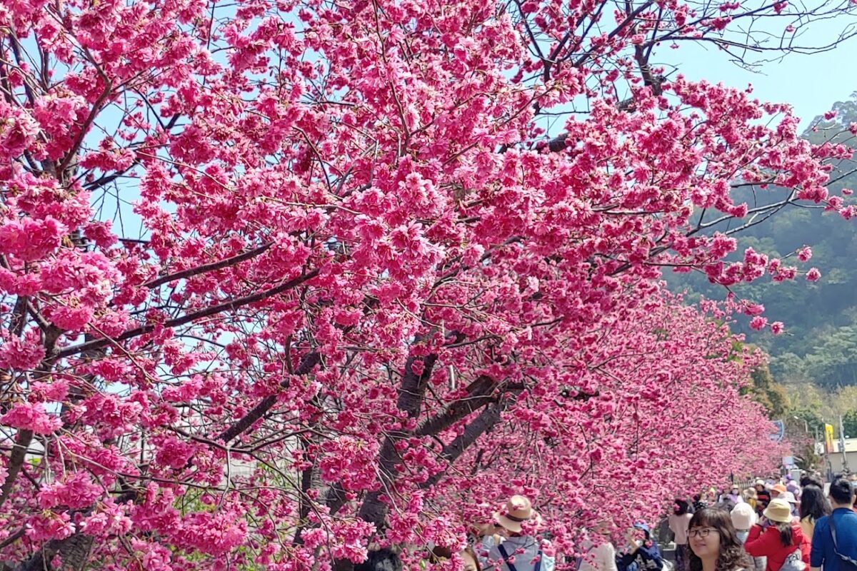 泰安派出所櫻花林盛開美景