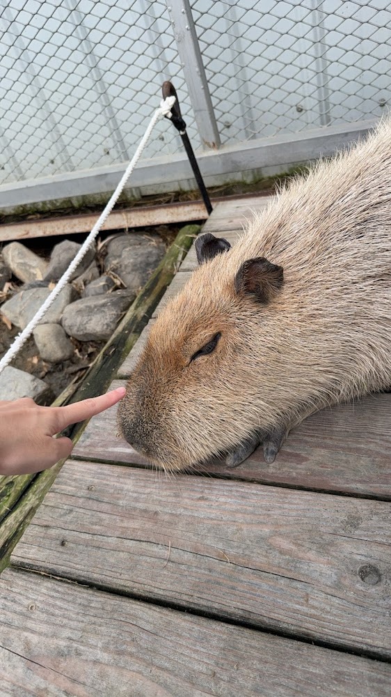 園區內可愛動物
