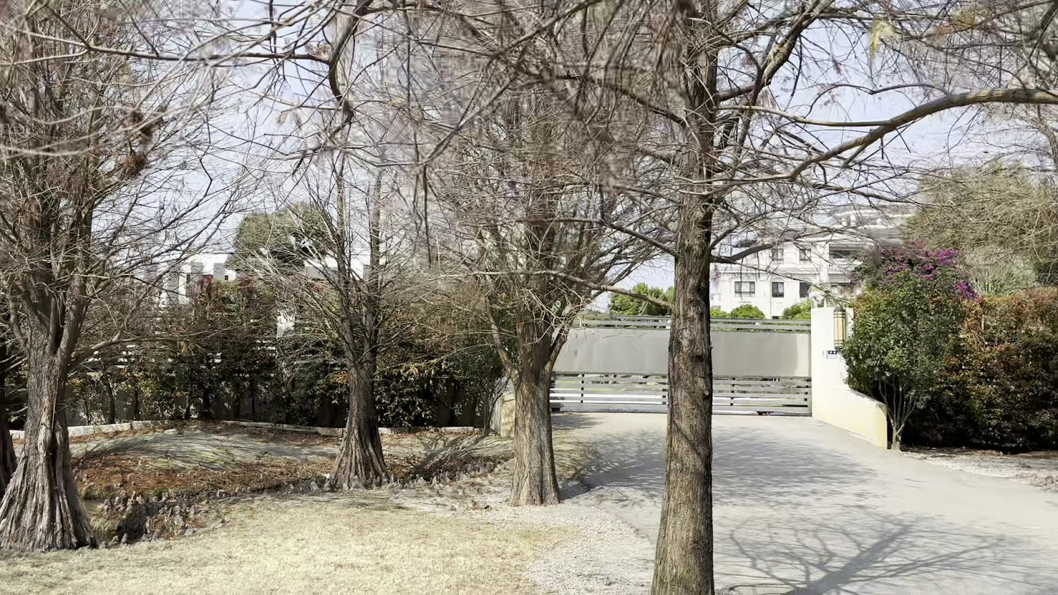 落羽松園區景色