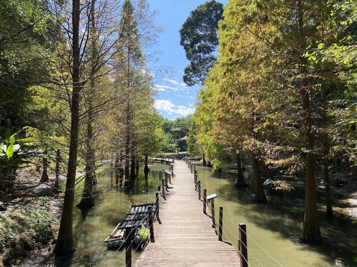 綠世界落羽松步道