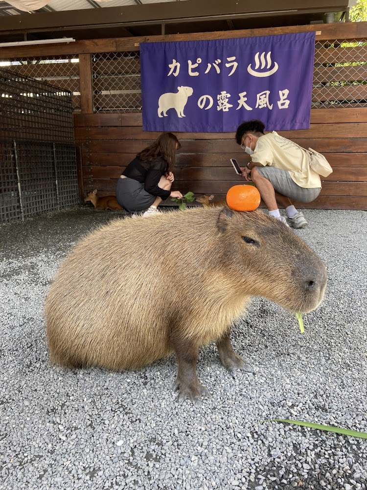 張美阿嬤農場正門與可愛動物互動區