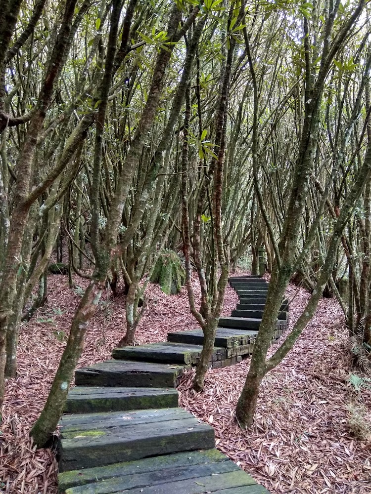 台灣杜鵑森林步道