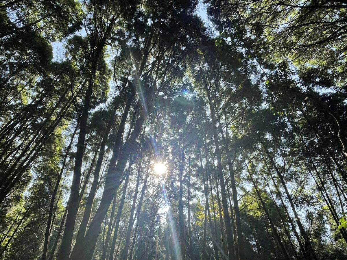 森林步道景緻
