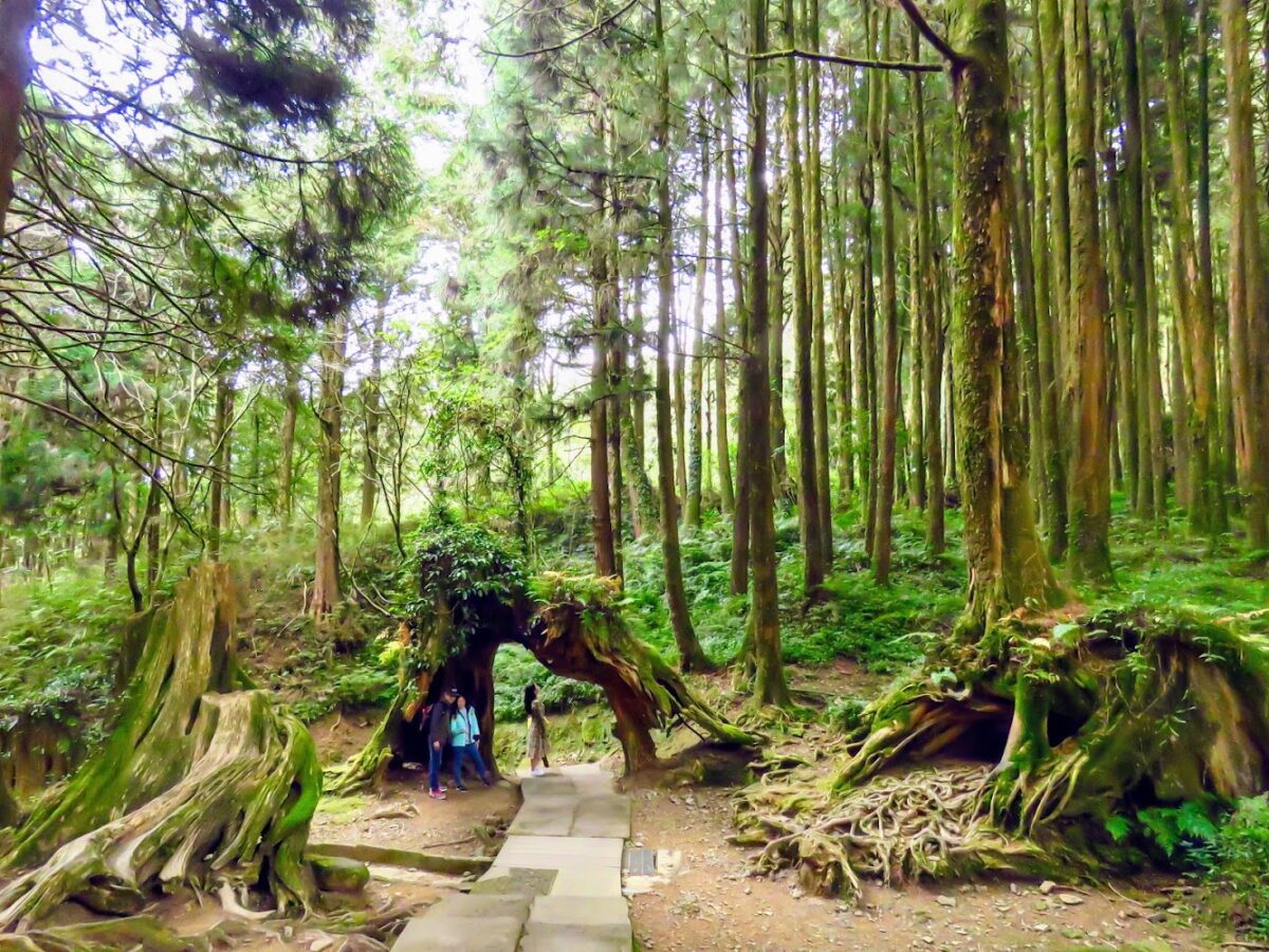 巨木群棧道
