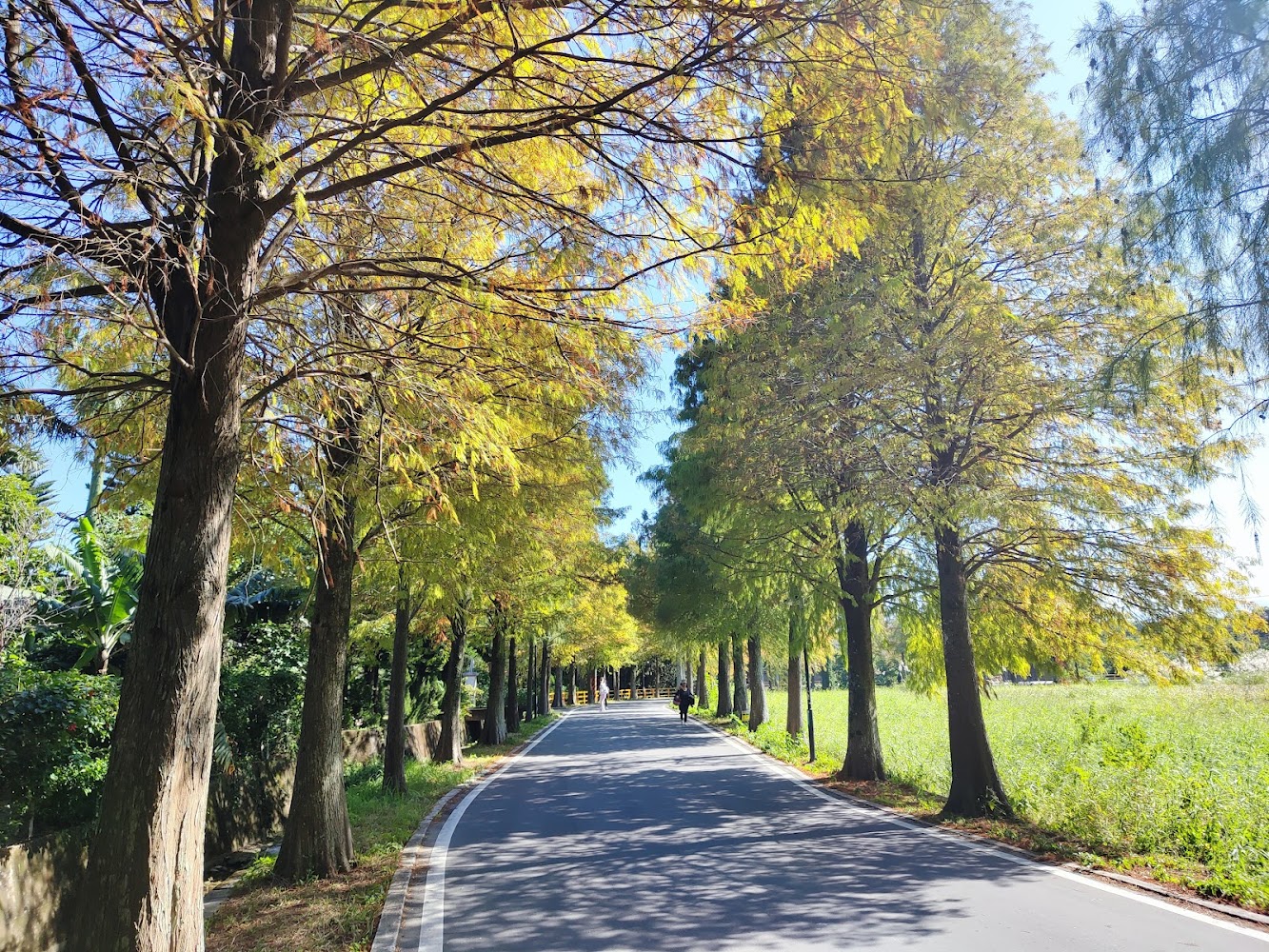 大溪落羽松公園全景，綠樹成蔭與轉黃的漸層色調