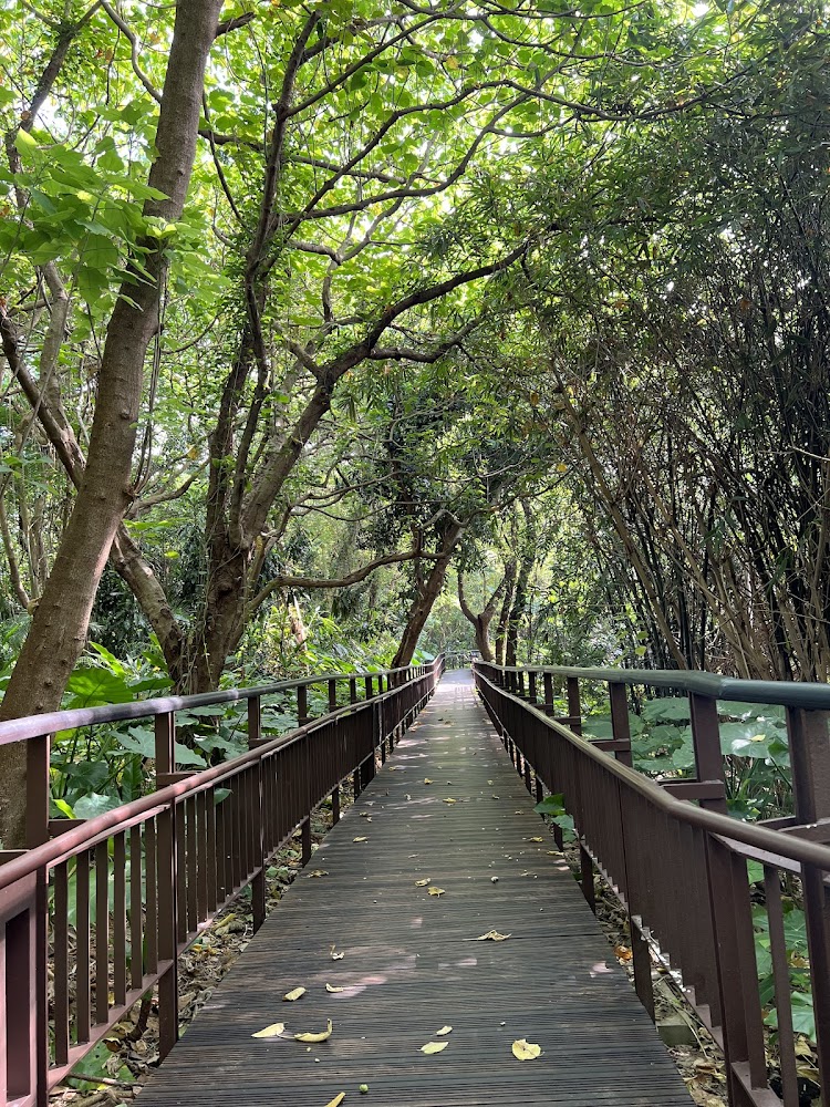 小觀音山木棧道