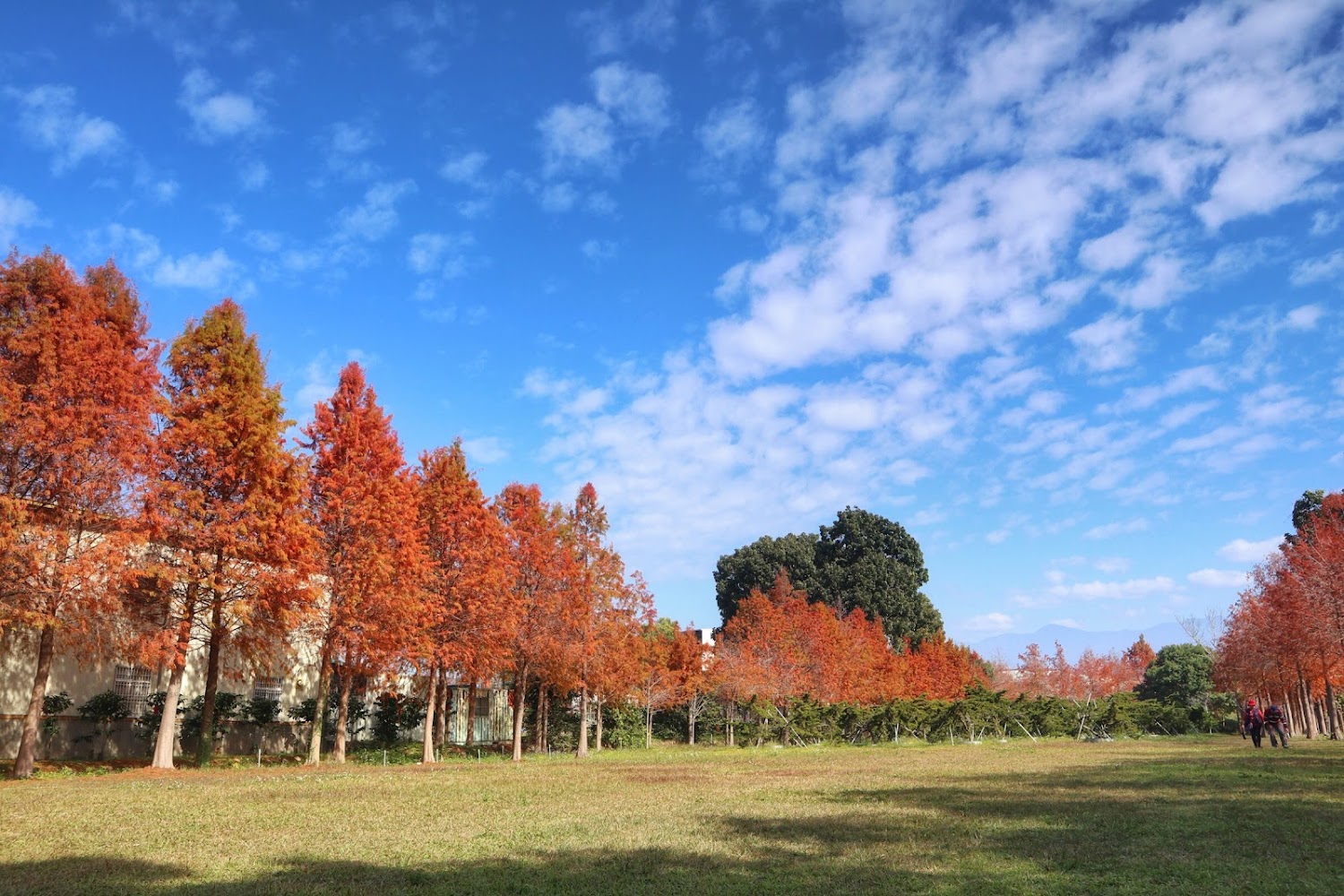 石岡落羽松擁有廣大草皮適合野餐