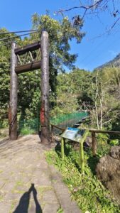 迷糊步道｜迷糊步道攻略【2025】：走進阿里山竹林秘境！賞螢、交通與5個防蚊避雷重點