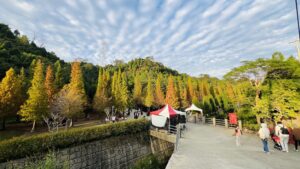 三灣落羽松｜三灣落羽松懶人包【2025最新】：避開塞車雷區！絕美水上倒影與交通停車全攻略