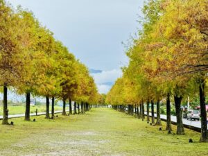 宜蘭落羽松｜宜蘭落羽松秘境【2025最新】：5大絕美景點推薦，避開人擠人拍出北國夢幻照