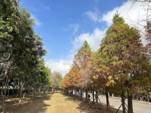 台中落羽松｜台中落羽松 7 大秘境盤點：從泰安夢幻倒影到麗寶壯闊大道