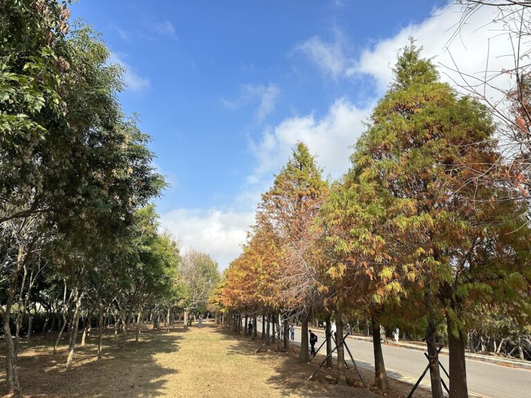 台中落羽松｜台中落羽松 7 大秘境盤點：從泰安夢幻倒影到麗寶壯闊大道