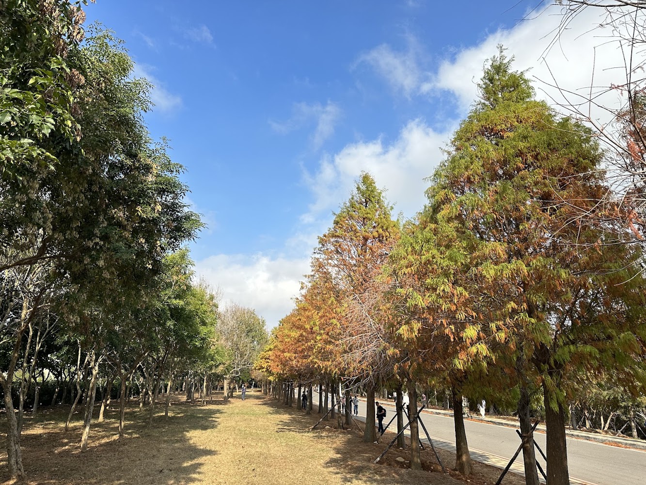 台中落羽松｜台中落羽松 7 大秘境盤點：從泰安夢幻倒影到麗寶壯闊大道