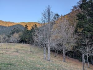 雪霸｜雪霸國家公園2025深度攻略：雲霧步道、四季賞櫻賞楓與登山路線懶人包