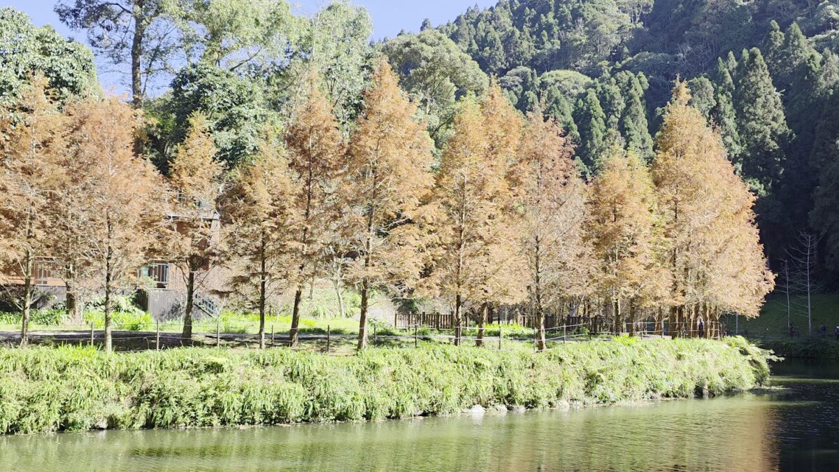 杉林溪門票｜杉林溪門票與2025旅遊攻略：漫步松瀧岩瀑布與四季花海仙境