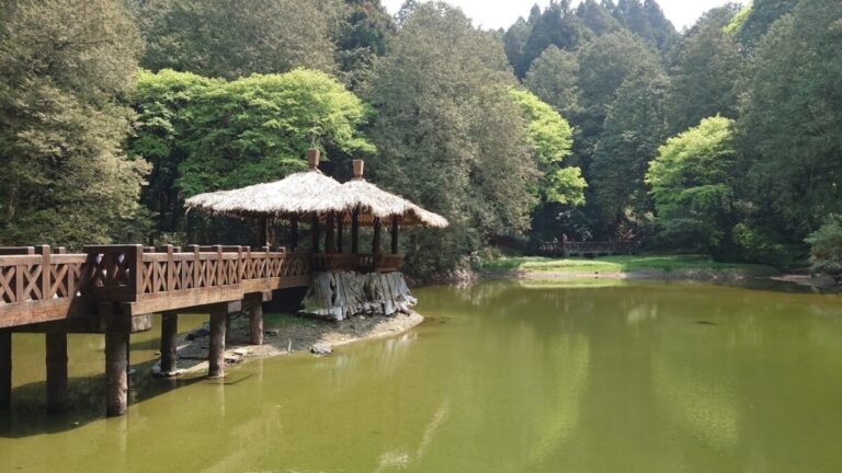 阿里山｜阿里山 2025 深度導覽：探訪森林鐵道、日出雲海與神木秘境全攻略
