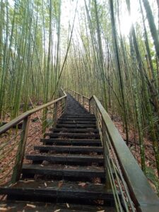 特富野古道｜特富野古道 2025 旅遊全攻略：穿梭阿里山鐵道森林，三條必訪路線與交通建議