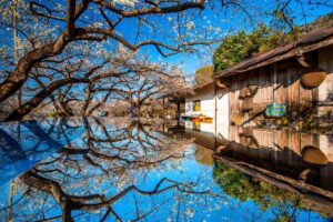 蔡家梅園｜蔡家梅園 2025 賞梅全攻略：南投信義鄉外坪頂絕美老宅與雪白梅林秘境