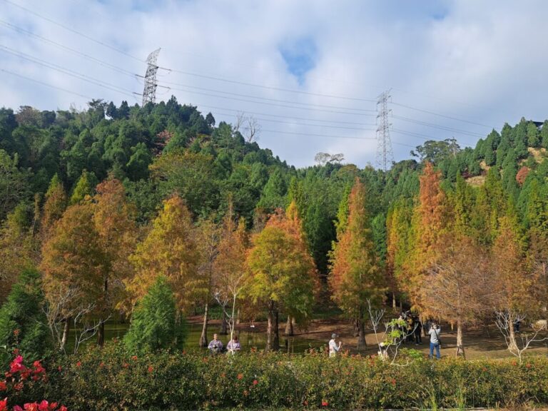 三灣落羽松祕境｜三灣落羽松祕境2025旅遊指南：苗栗夢幻水上森林美景、交通與最佳時間全攻略