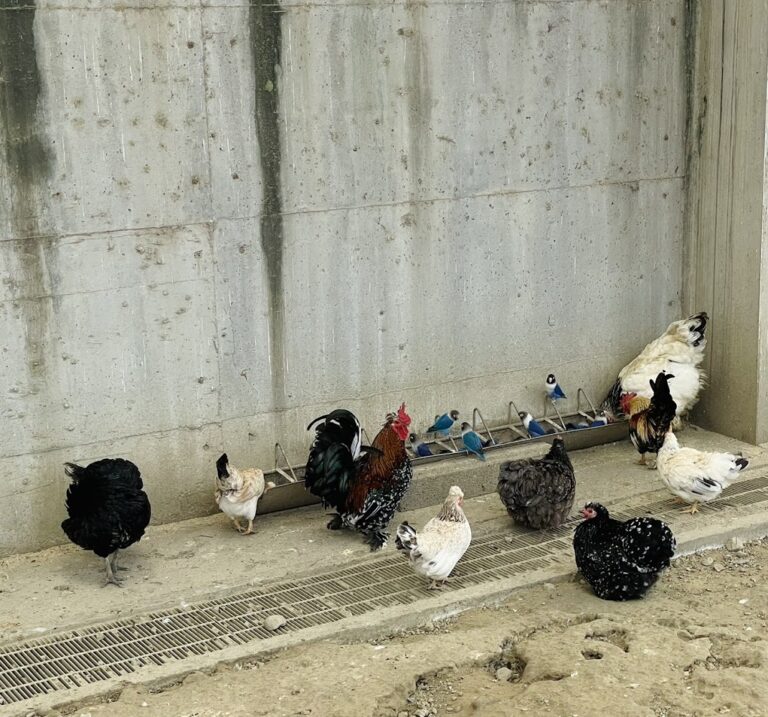 三隻小豬觀光農場｜三隻小豬觀光農場2025攻略：嘉義民雄迷你動物園，水豚互動、玩水放電一站滿足