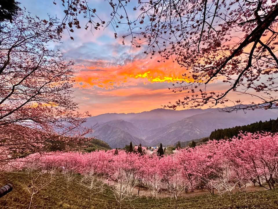 山上人家｜山上人家森林農場2025攻略：新竹五峰雲海秘境，置身歐洲山莊喝下午茶