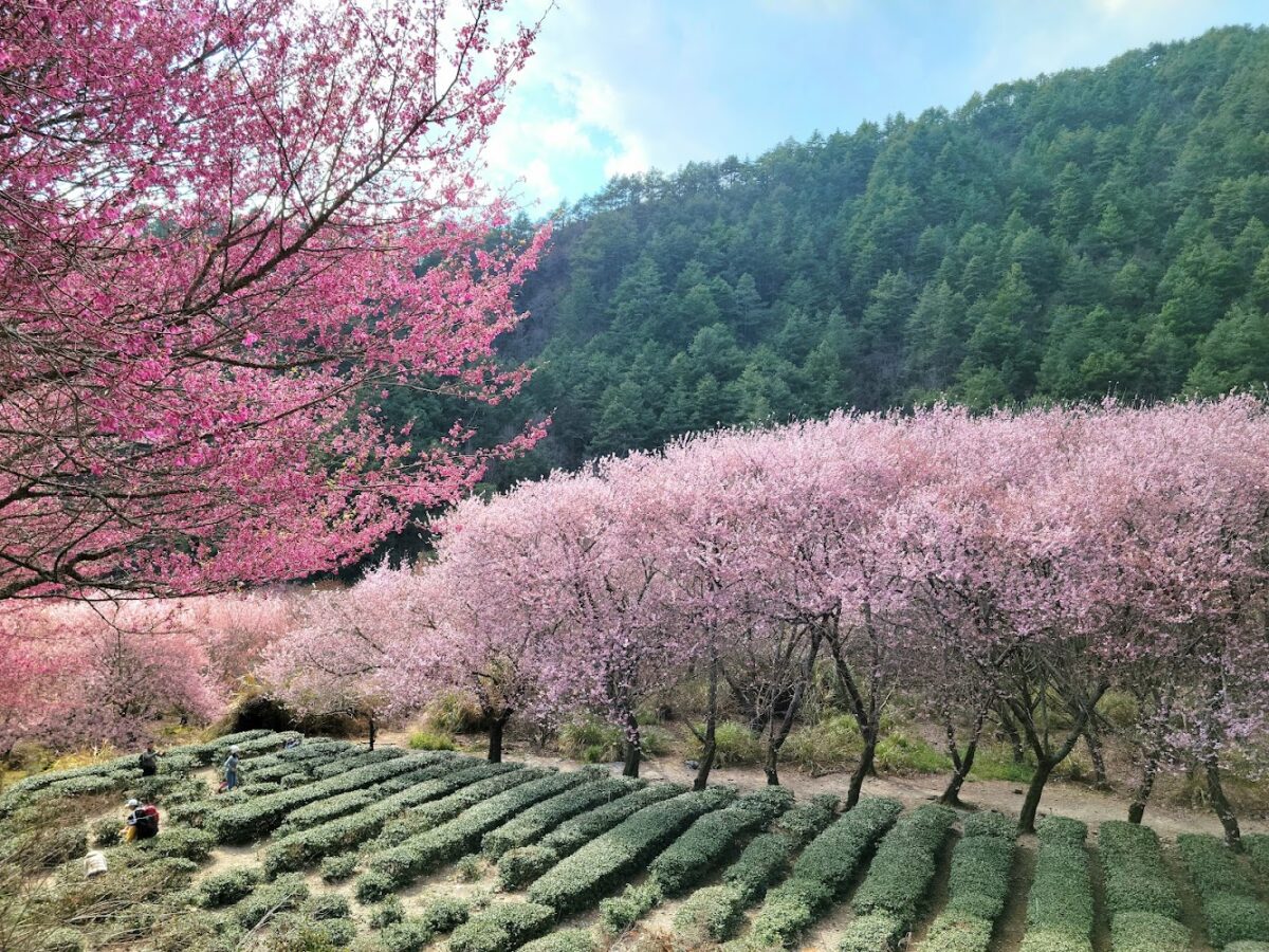 台中景點｜2025台中景點推薦｜精選 7 大必訪去處：文青打卡、自然踏青、美食行程全收錄